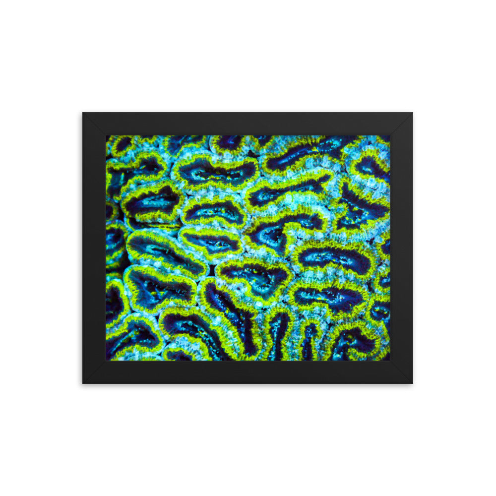 Victors - Framed Fine Art Print - Coral Reef Photography Art
