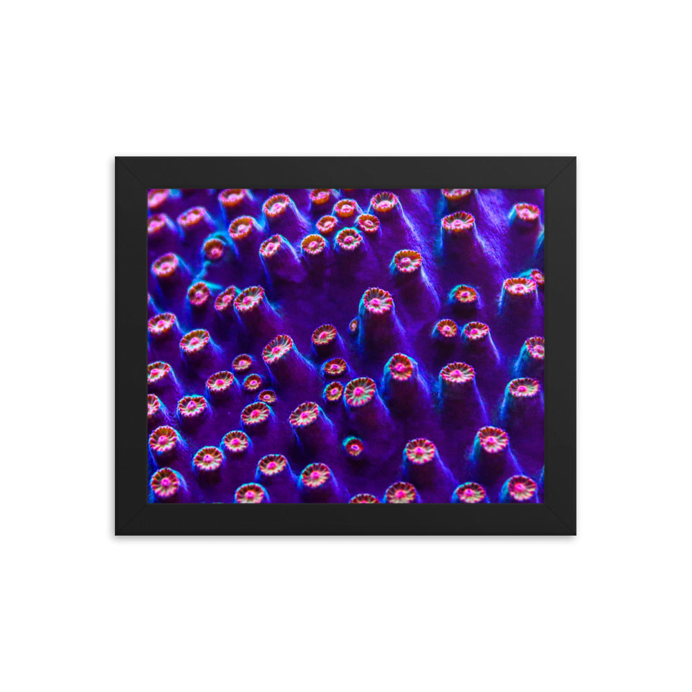 Cavern Wall  - Framed Fine Art Print - Coral Reef Photography Art