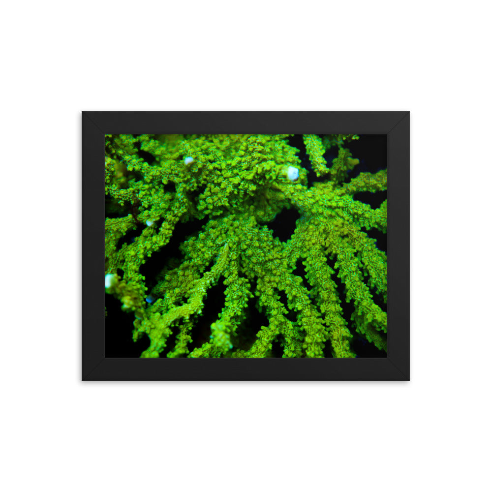 Davy Jones' Silhouette  - Framed Fine Art Print - Coral Reef Photography Art