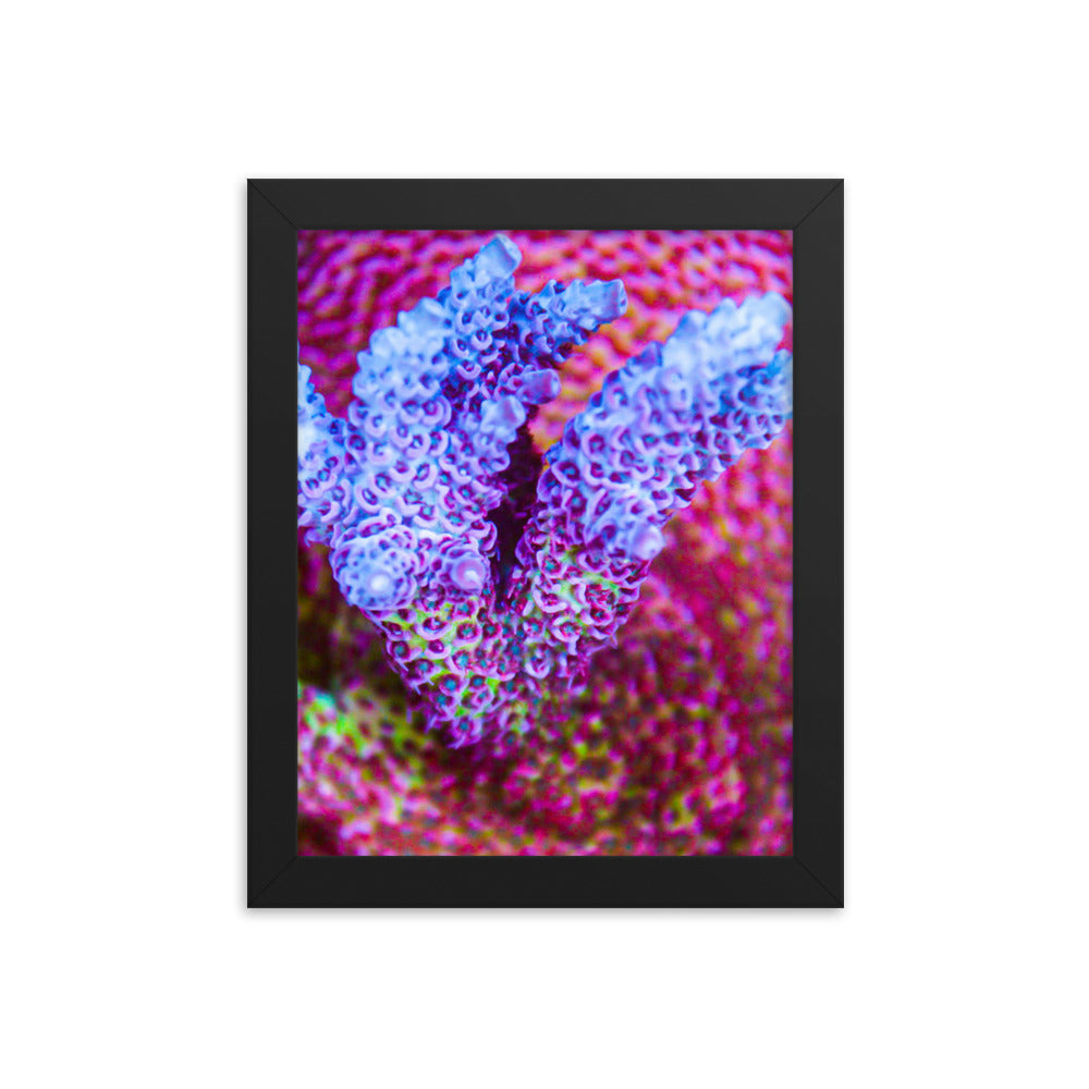 Frosted Tips - Framed Fine Art Print - Coral Reef Photography Art