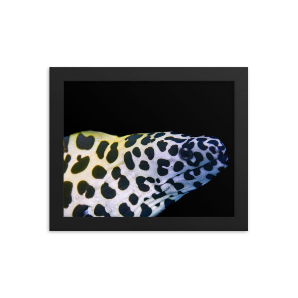 Blue In The Face - Framed Fine Art Print - Coral Reef Photography Art