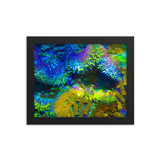 Shades Of Madness - Framed Fine Art Print - Coral Reef Photography Art