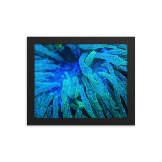 Acid Locs  - Framed Fine Art Print - Coral Reef Photography Art