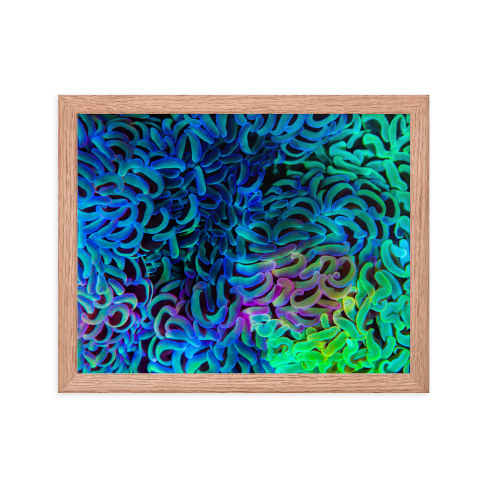 Aurora - Framed Fine Art Print - Coral Reef Photography Art