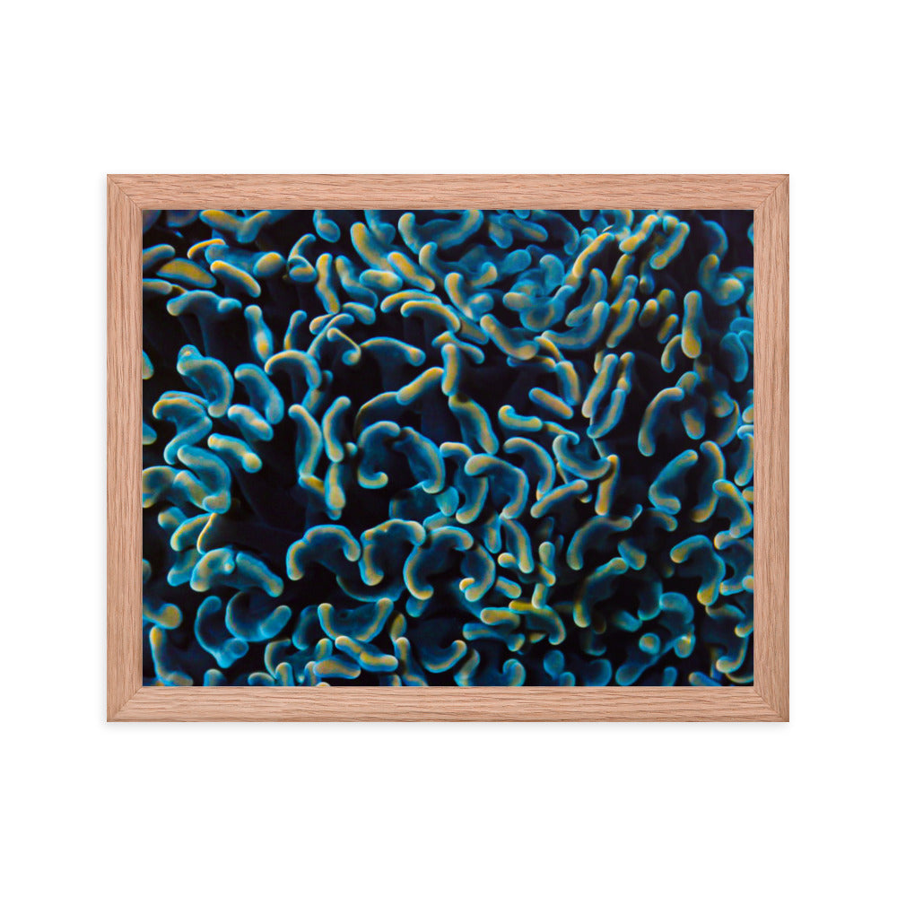 Below The Horizon - Framed Fine Art Print - Coral Reef Photography Art