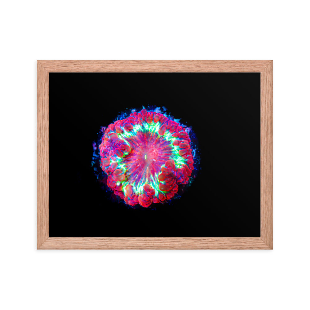 Blastonova - Framed Fine Art Print - Coral Reef Photography Art