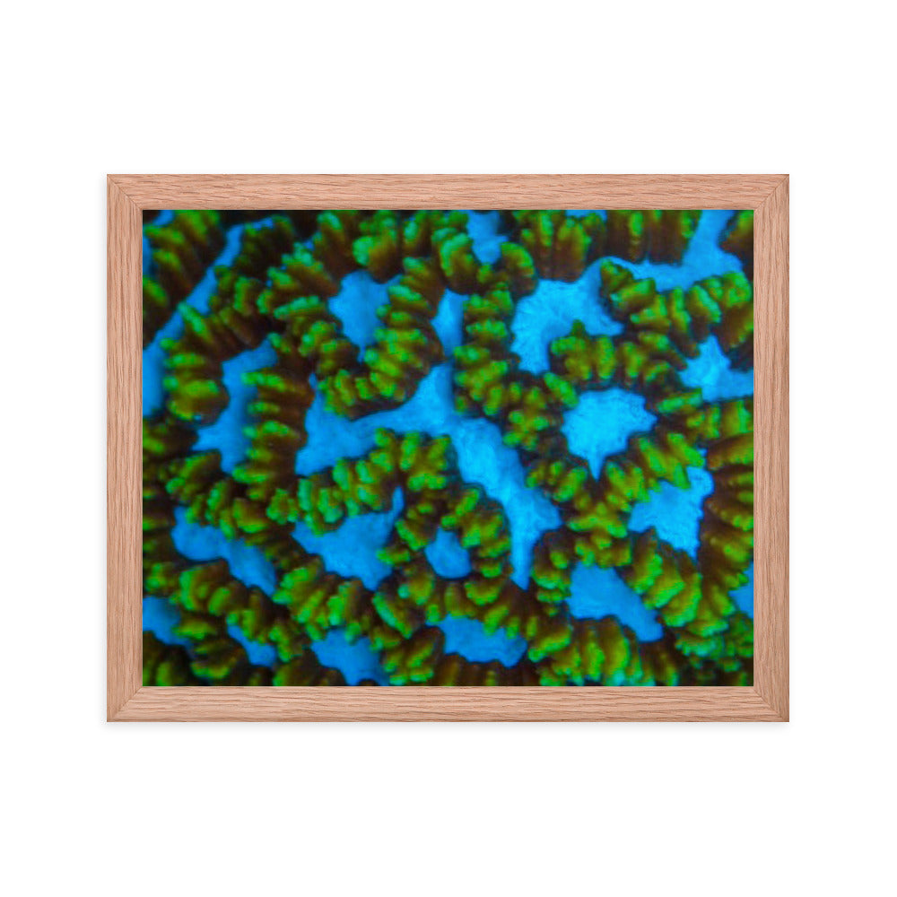 Blue Domino - Framed Fine Art Print - Coral Reef Photography Art