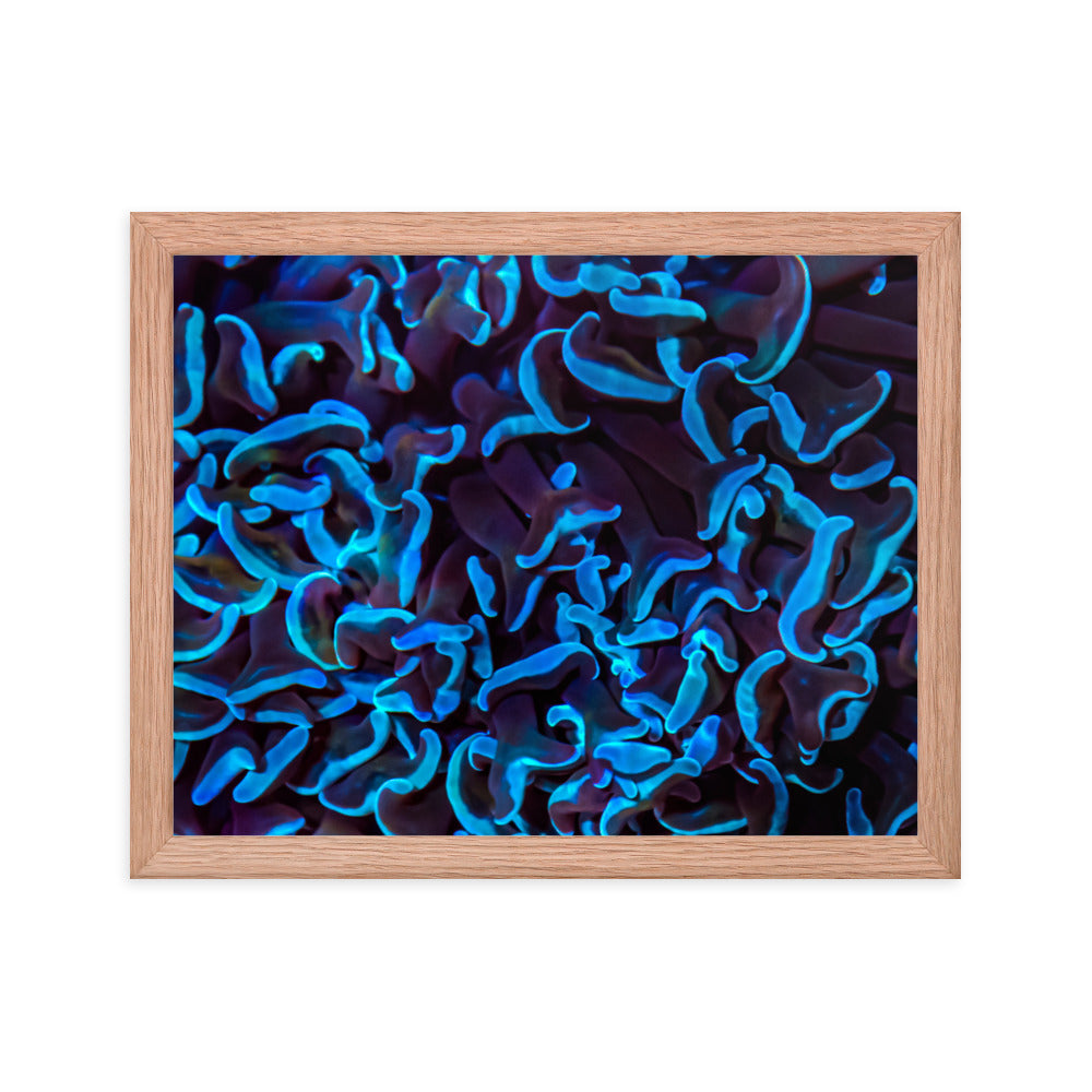 Chocolate Tides  - Framed Fine Art Print - Coral Reef Photography Art