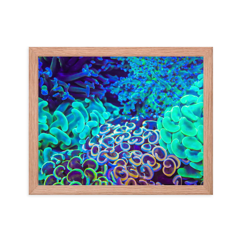 Coral Bouquet - Framed Fine Art Print - Coral Reef Photography Art