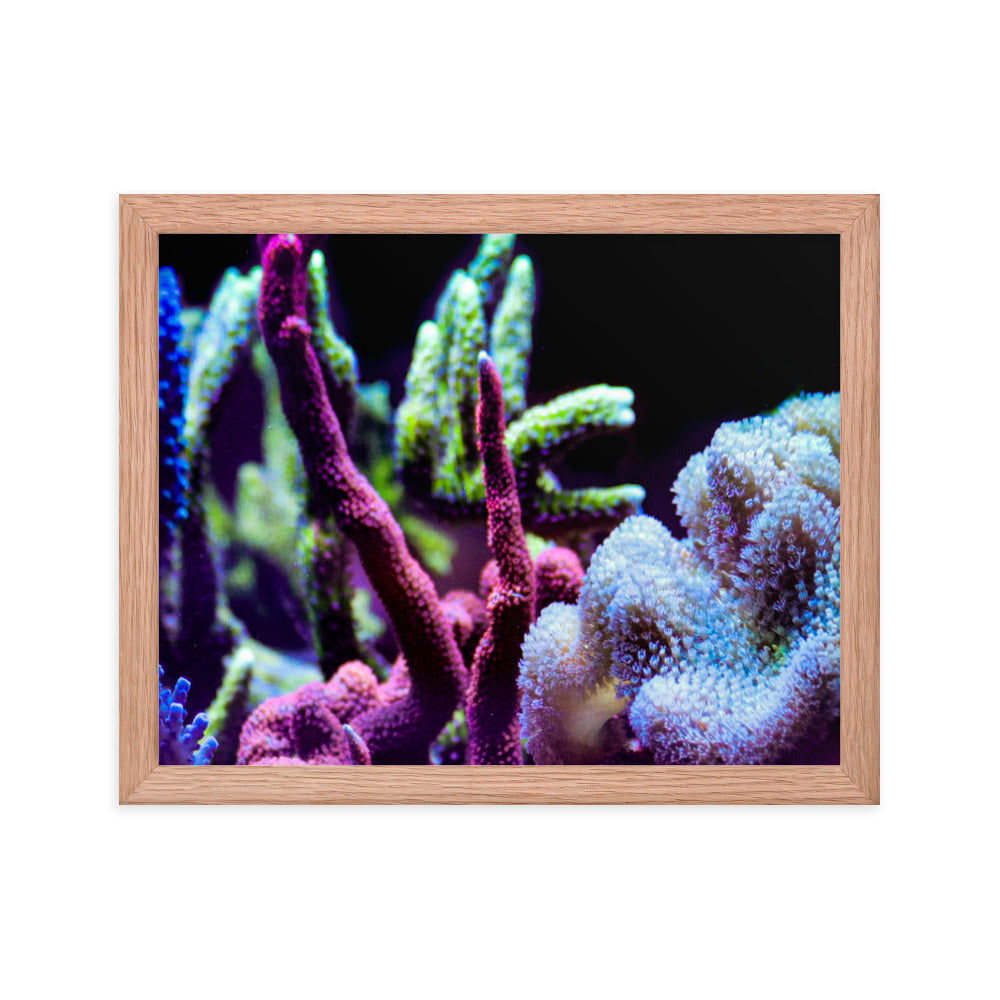 Fairy Garden  - Framed Fine Art Print - Coral Reef Photography Art
