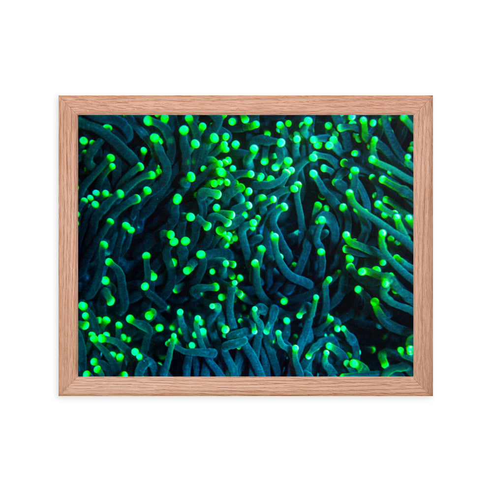 Firefly Rockets  - Framed Fine Art Print - Coral Reef Photography Art