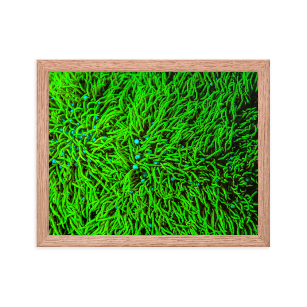 Greener Pastures  - Framed Fine Art Print - Coral Reef Photography Art