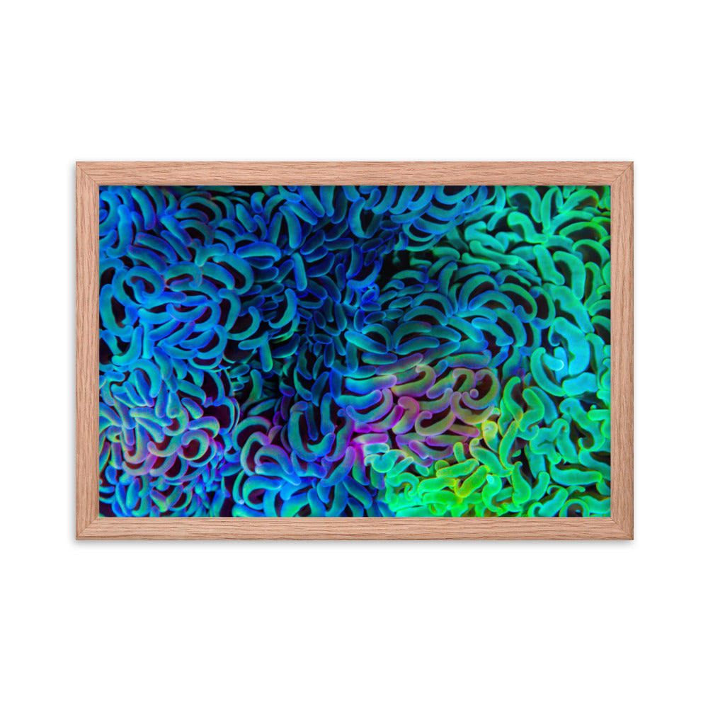Aurora - Framed Fine Art Print - Coral Reef Photography Art