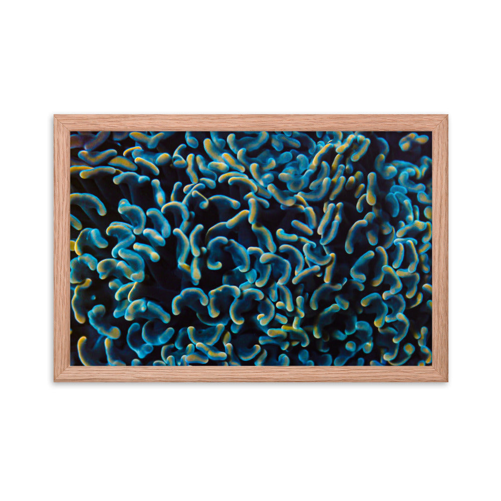 Below The Horizon - Framed Fine Art Print - Coral Reef Photography Art