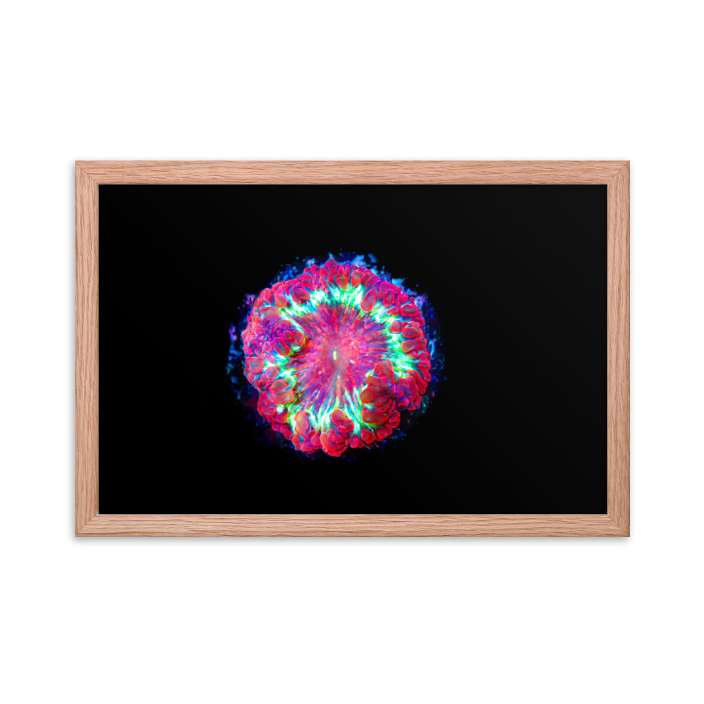 Blastonova - Framed Fine Art Print - Coral Reef Photography Art