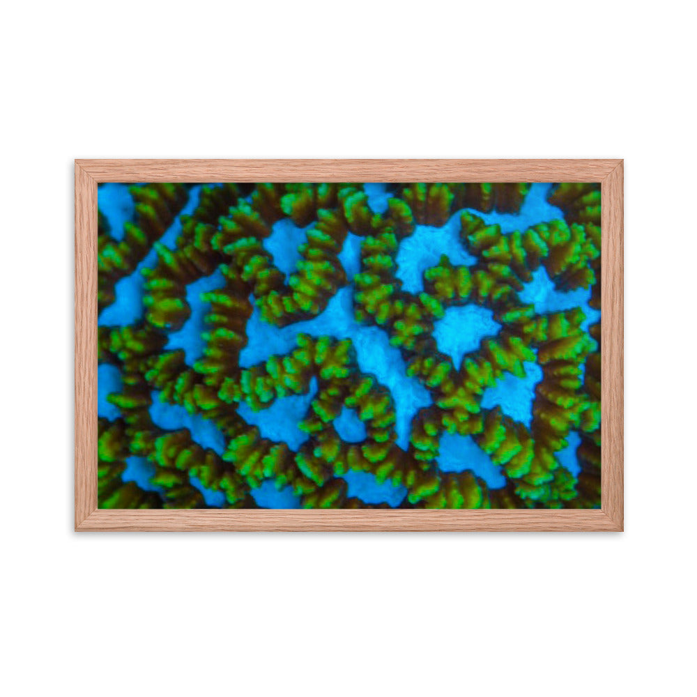 Blue Domino - Framed Fine Art Print - Coral Reef Photography Art