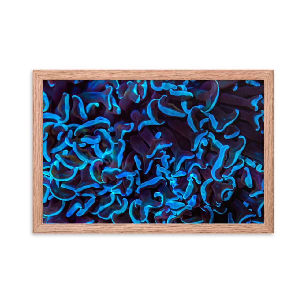 Chocolate Tides  - Framed Fine Art Print - Coral Reef Photography Art