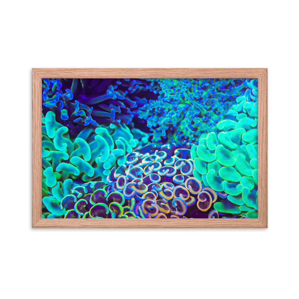 Coral Bouquet - Framed Fine Art Print - Coral Reef Photography Art