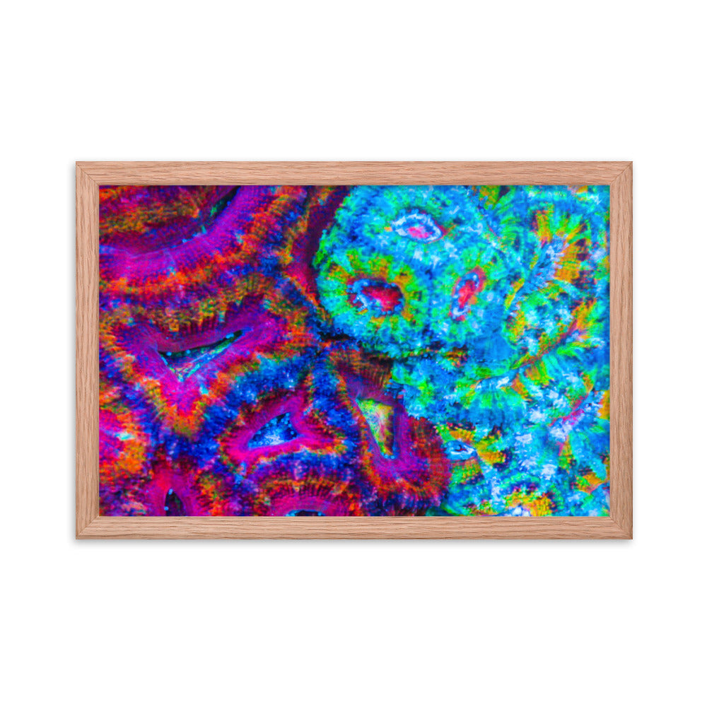 DreamWeaver  - Framed Fine Art Print - Coral Reef Photography Art