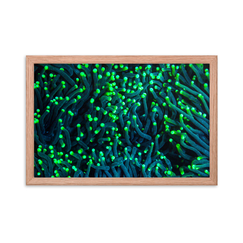 Firefly Rockets  - Framed Fine Art Print - Coral Reef Photography Art