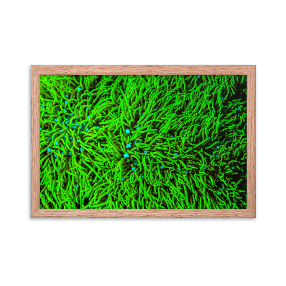 Greener Pastures  - Framed Fine Art Print - Coral Reef Photography Art