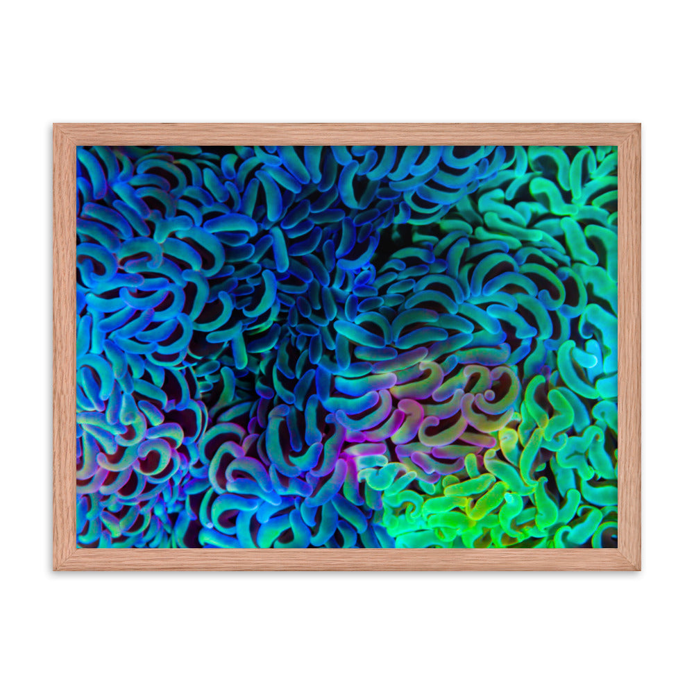 Aurora - Framed Fine Art Print - Coral Reef Photography Art