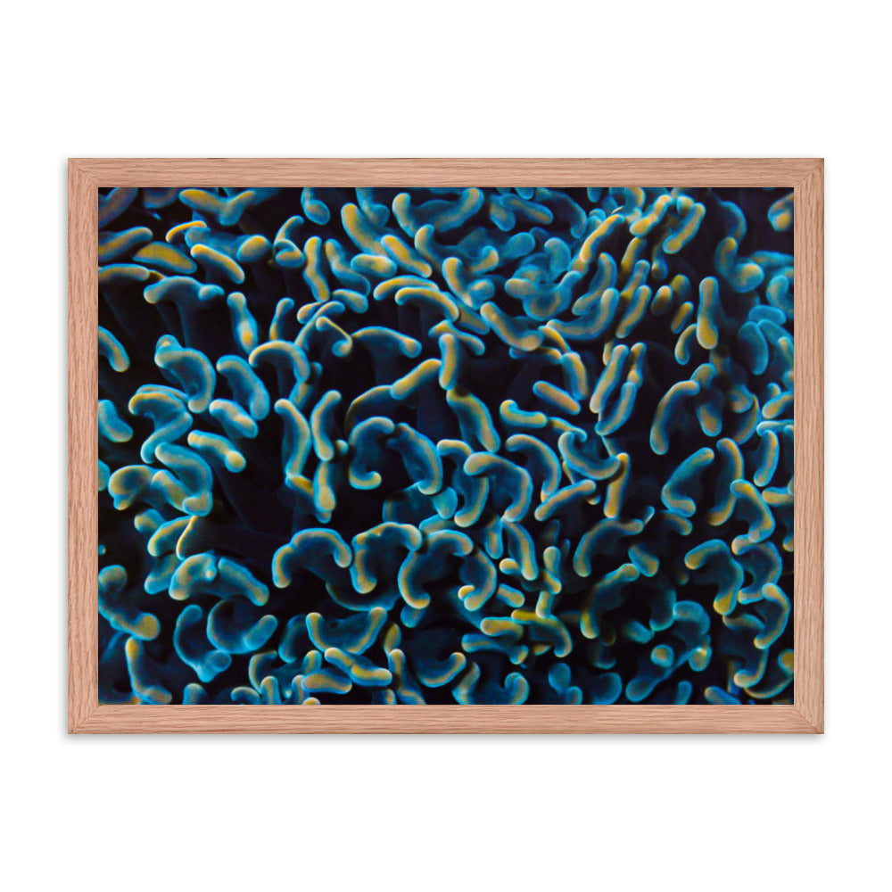 Below The Horizon - Framed Fine Art Print - Coral Reef Photography Art