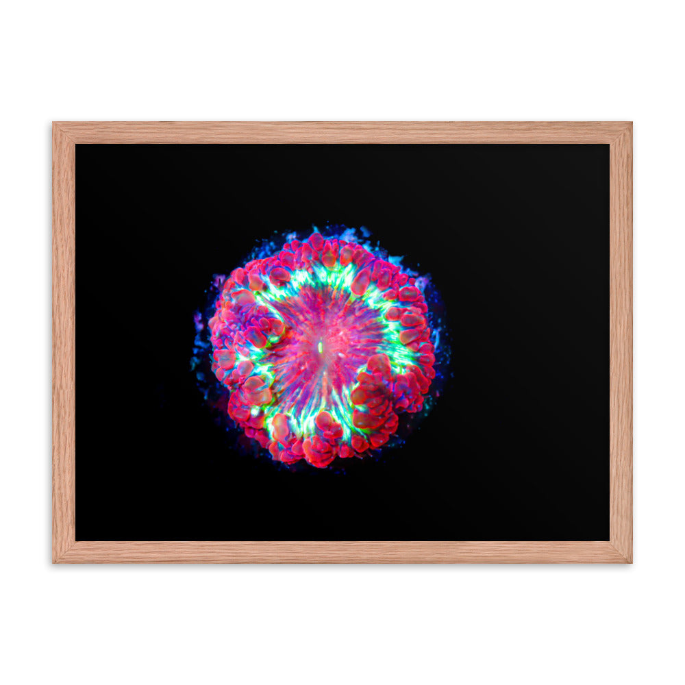 Blastonova - Framed Fine Art Print - Coral Reef Photography Art