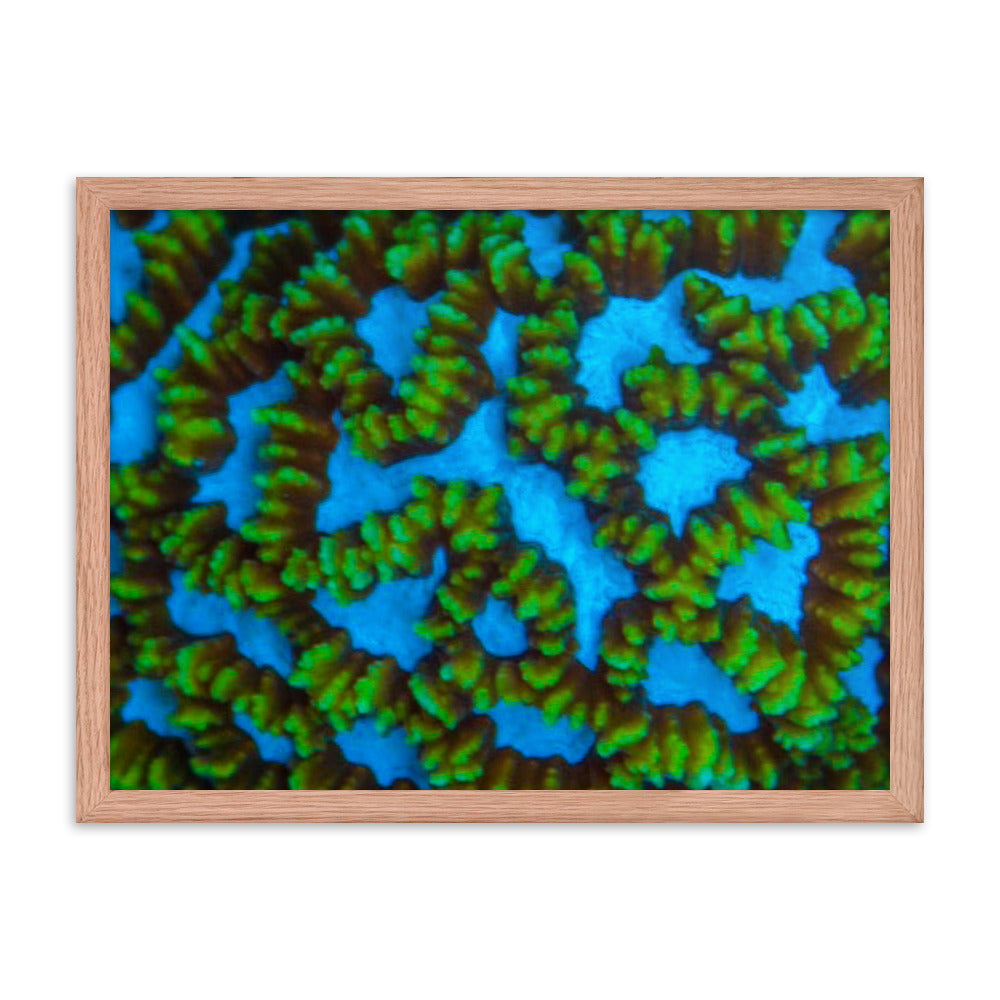 Blue Domino - Framed Fine Art Print - Coral Reef Photography Art