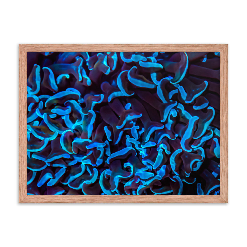 Chocolate Tides  - Framed Fine Art Print - Coral Reef Photography Art