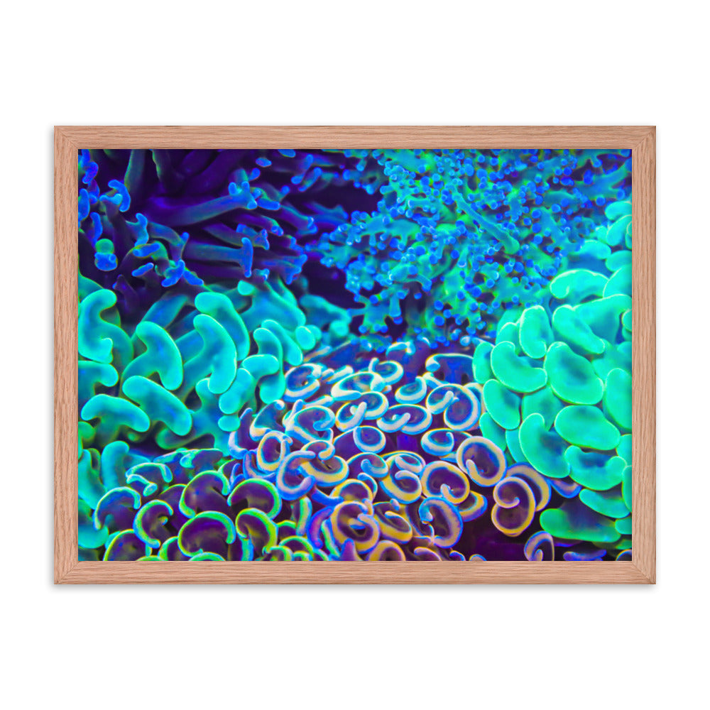Coral Bouquet - Framed Fine Art Print - Coral Reef Photography Art