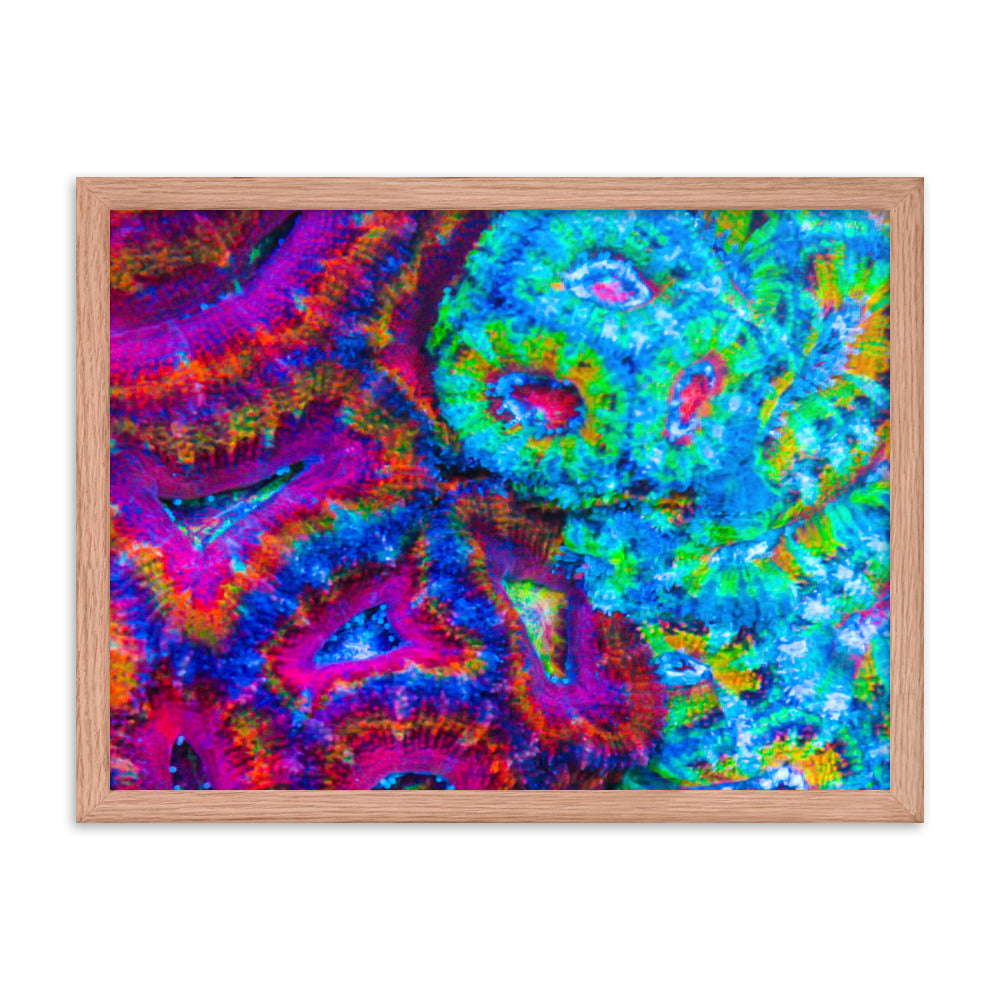 DreamWeaver  - Framed Fine Art Print - Coral Reef Photography Art