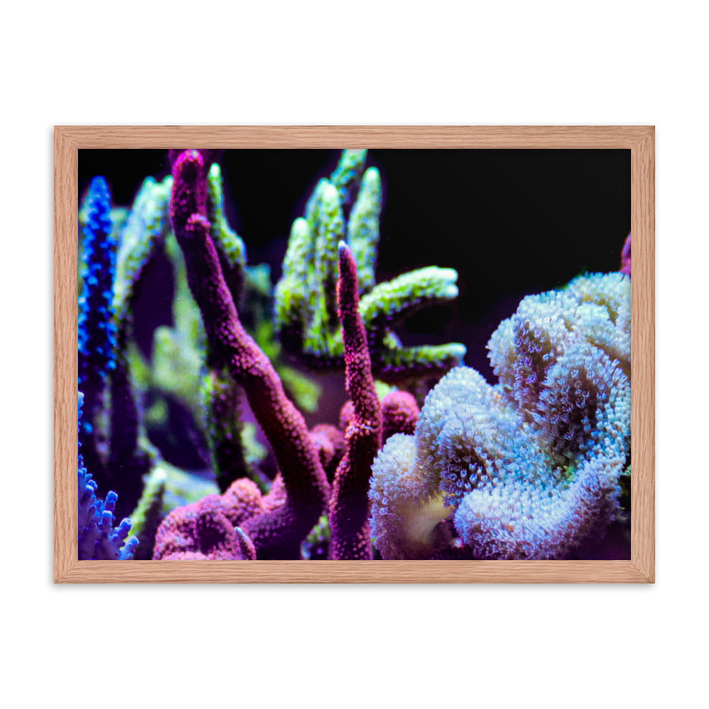 Fairy Garden  - Framed Fine Art Print - Coral Reef Photography Art