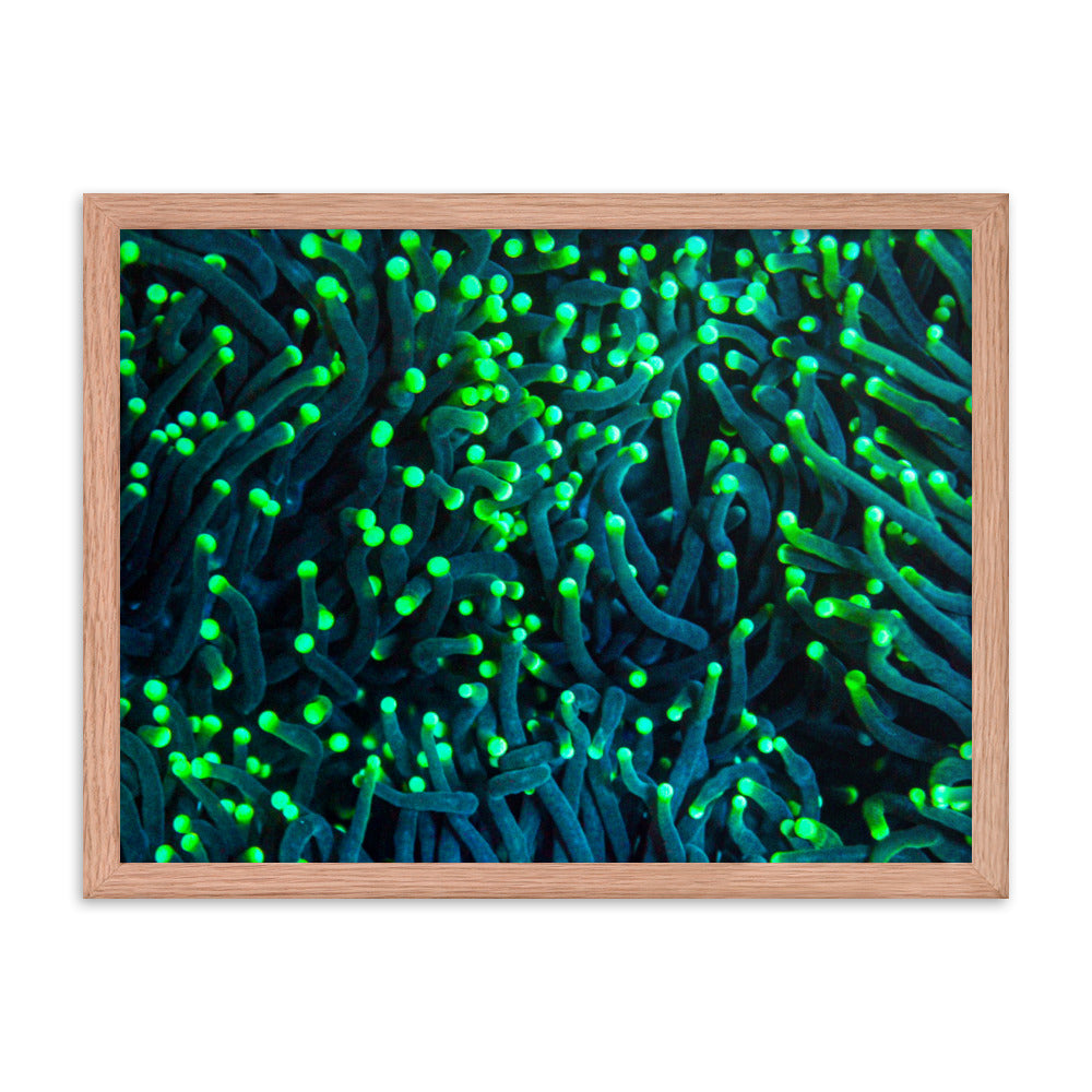 Firefly Rockets  - Framed Fine Art Print - Coral Reef Photography Art