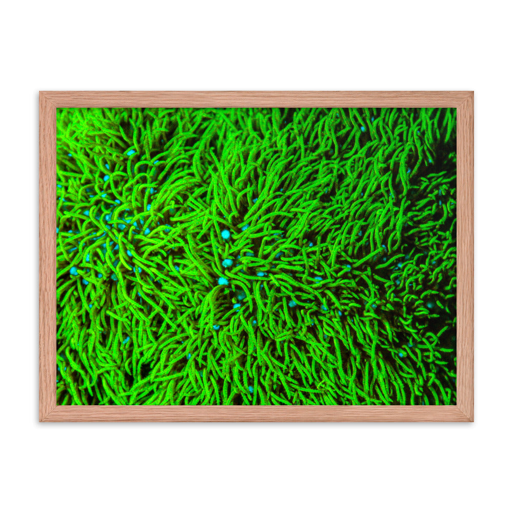 Greener Pastures  - Framed Fine Art Print - Coral Reef Photography Art