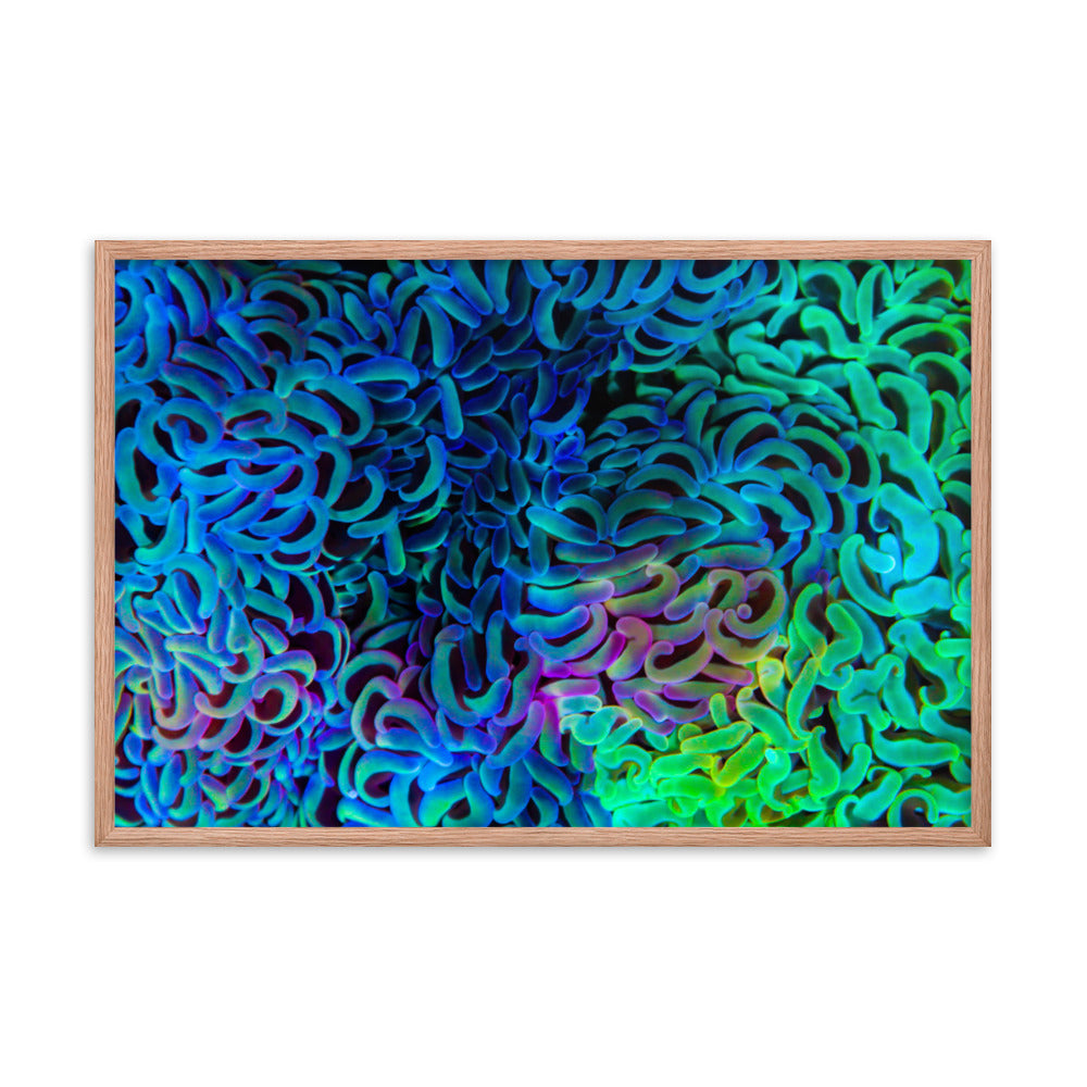 Aurora - Framed Fine Art Print - Coral Reef Photography Art