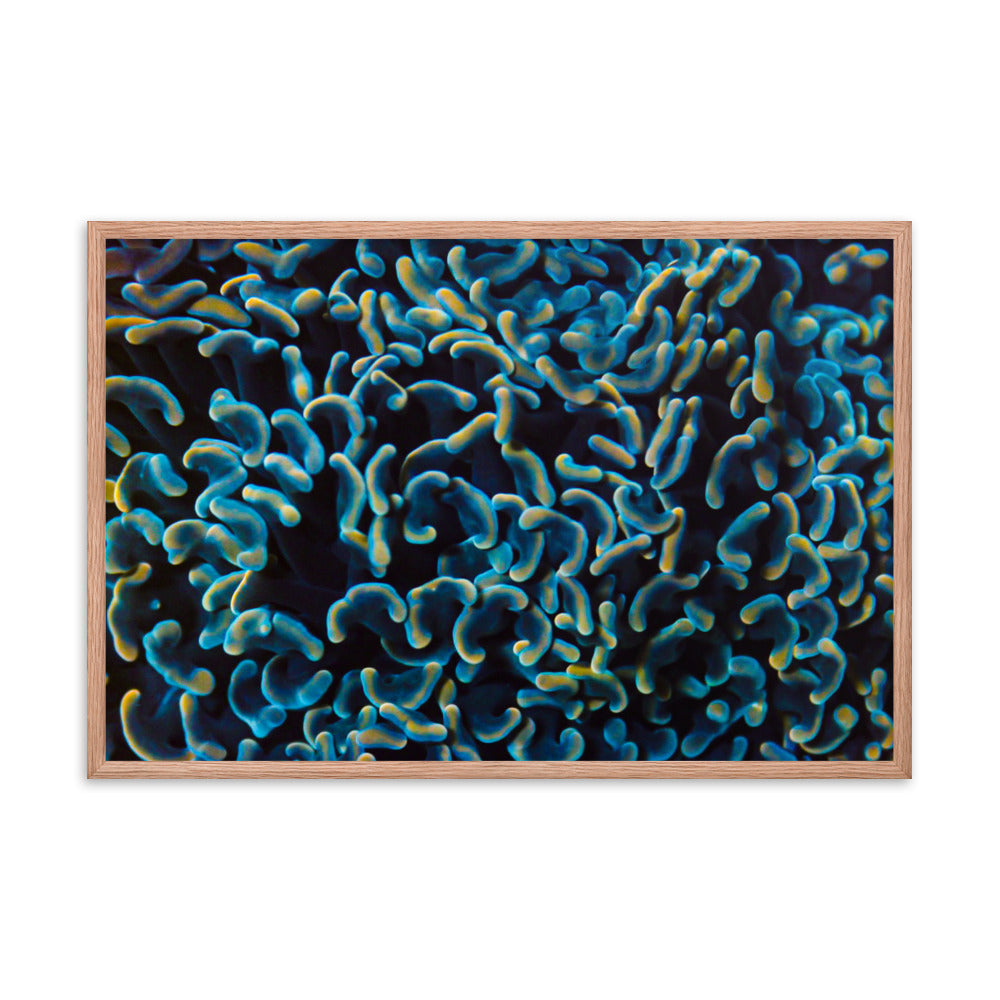 Below The Horizon - Framed Fine Art Print - Coral Reef Photography Art