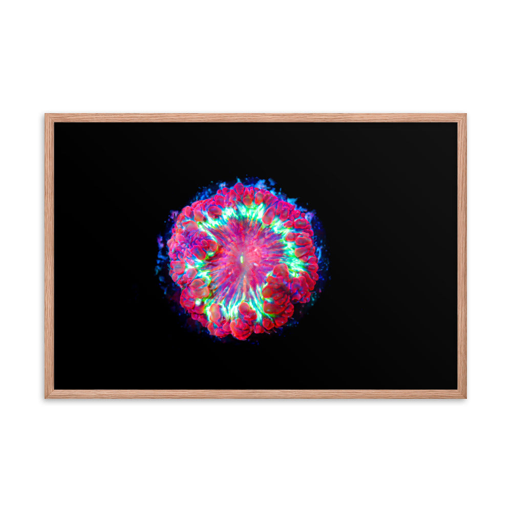 Blastonova - Framed Fine Art Print - Coral Reef Photography Art