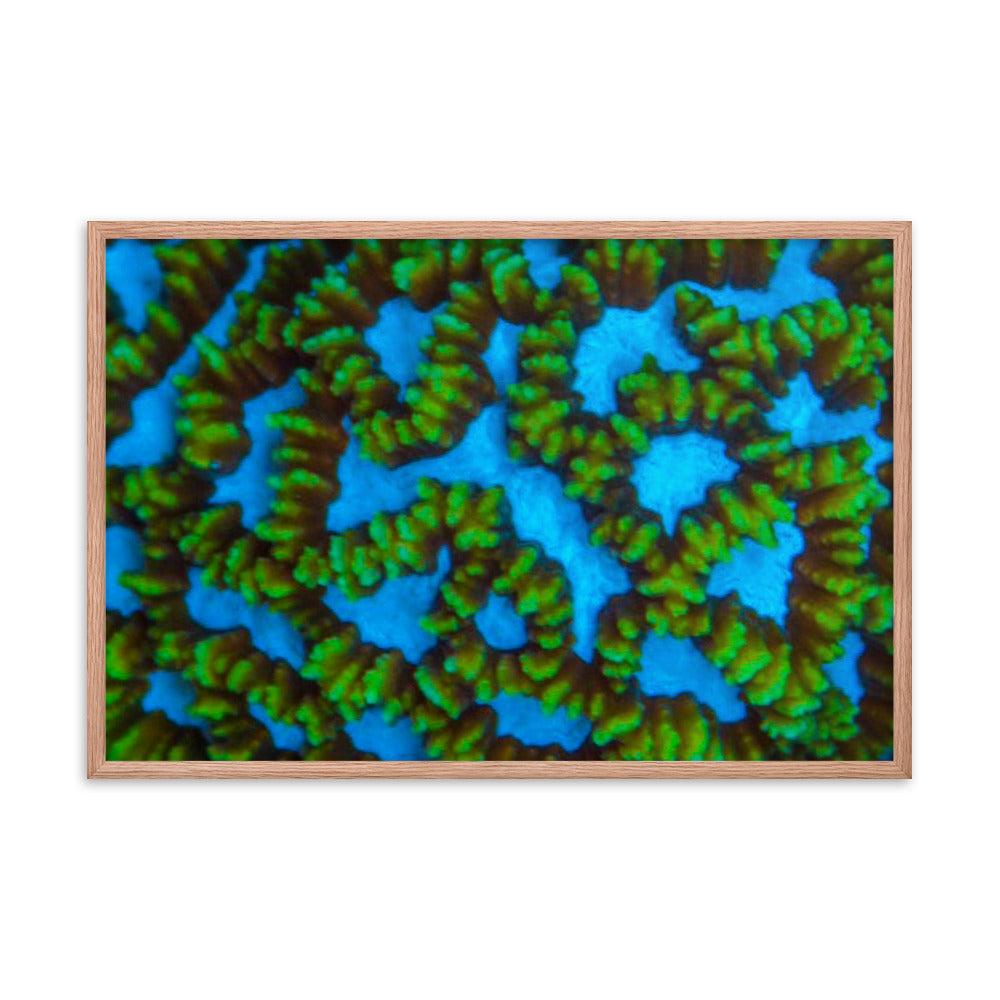 Blue Domino - Framed Fine Art Print - Coral Reef Photography Art