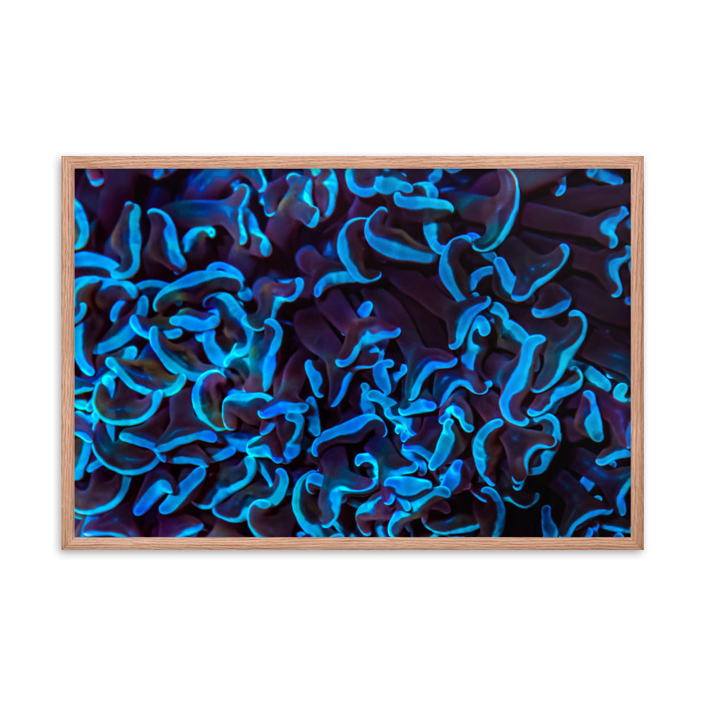 Chocolate Tides  - Framed Fine Art Print - Coral Reef Photography Art