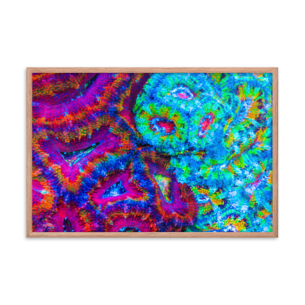 DreamWeaver  - Framed Fine Art Print - Coral Reef Photography Art