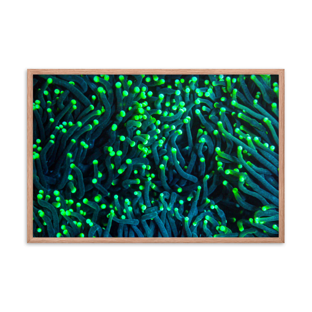Firefly Rockets  - Framed Fine Art Print - Coral Reef Photography Art