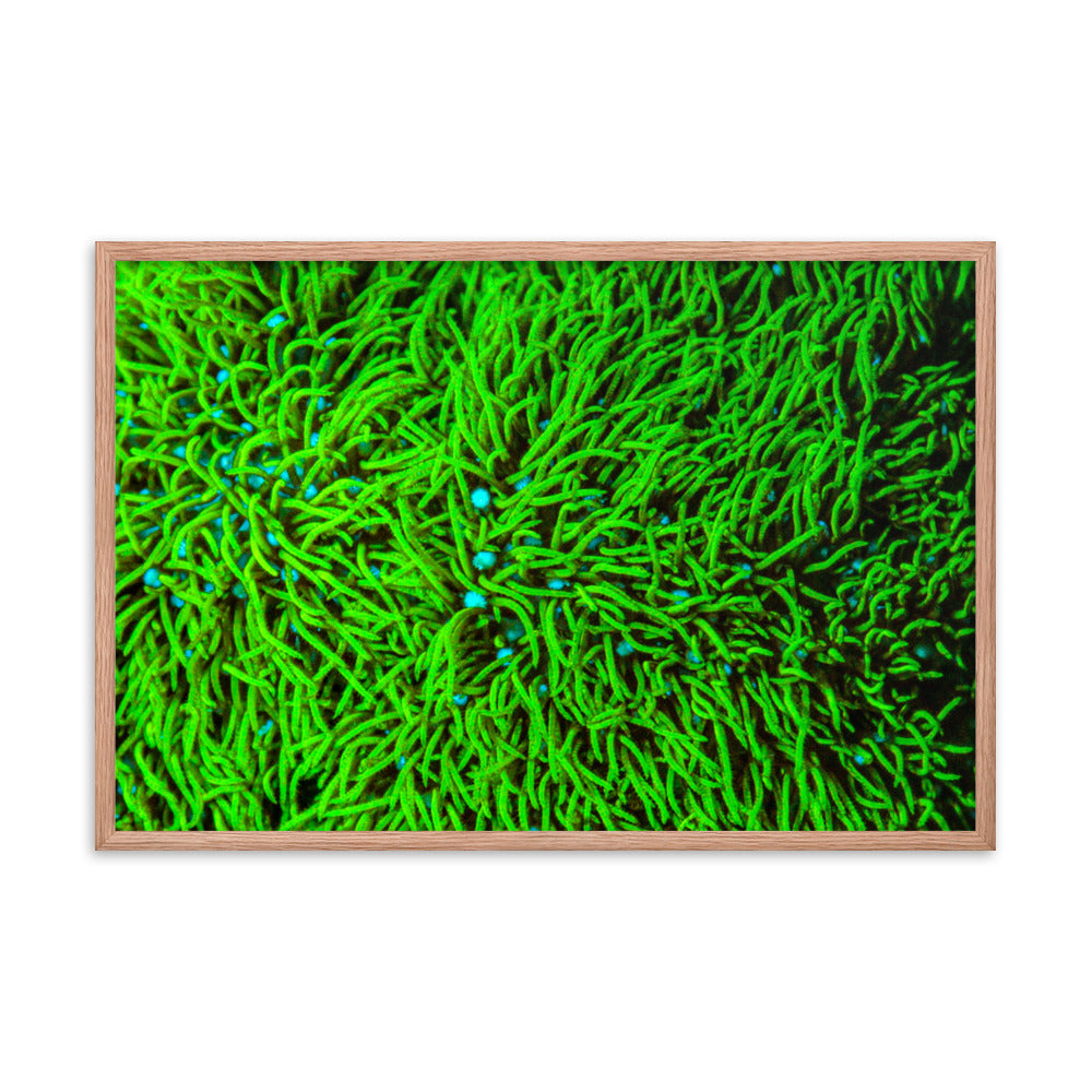Greener Pastures  - Framed Fine Art Print - Coral Reef Photography Art