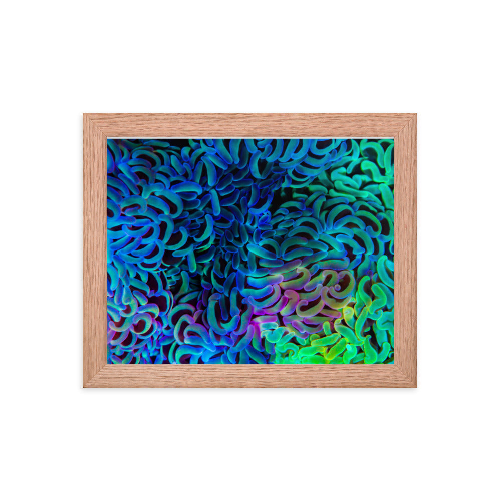 Aurora - Framed Fine Art Print - Coral Reef Photography Art