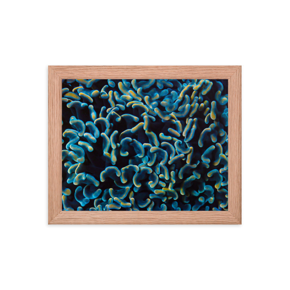 Below The Horizon - Framed Fine Art Print - Coral Reef Photography Art