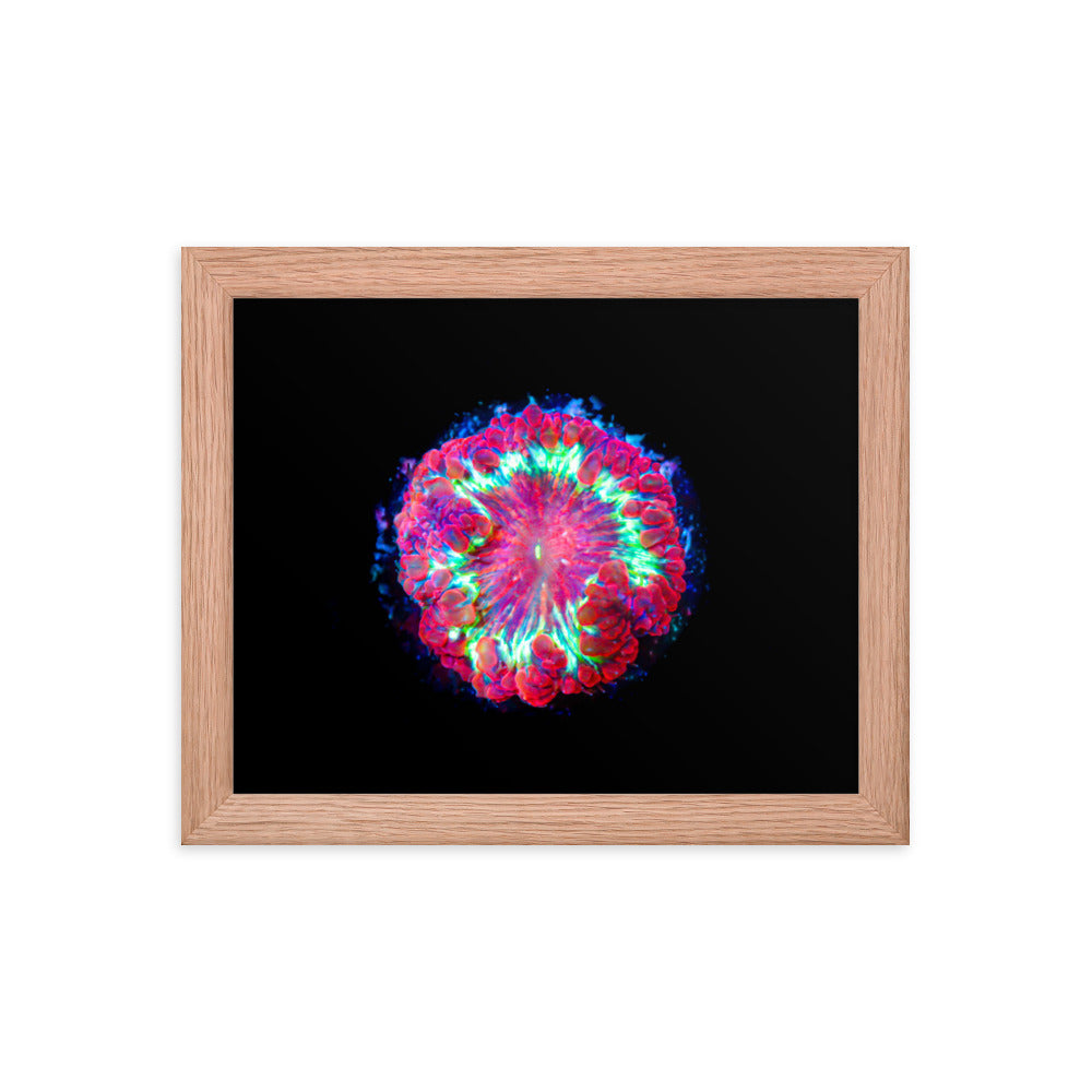 Blastonova - Framed Fine Art Print - Coral Reef Photography Art