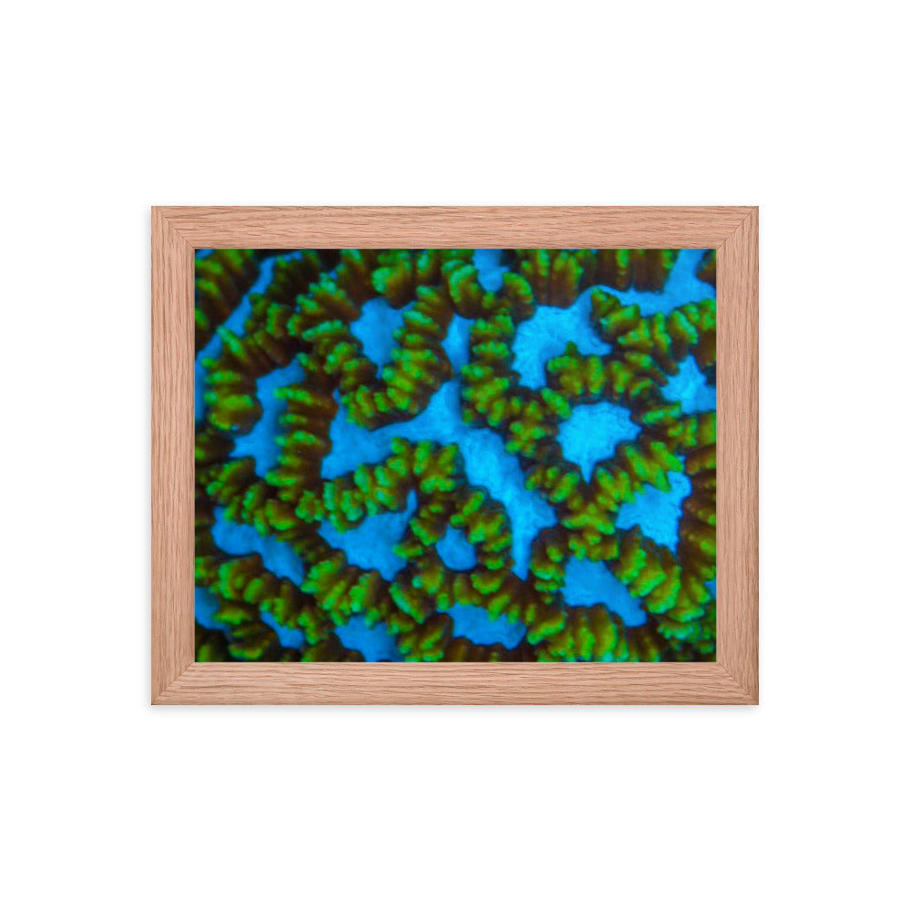 Blue Domino - Framed Fine Art Print - Coral Reef Photography Art