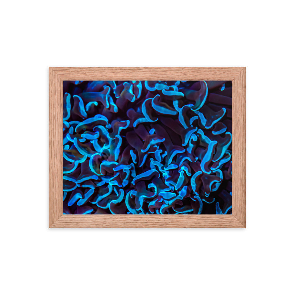 Chocolate Tides  - Framed Fine Art Print - Coral Reef Photography Art