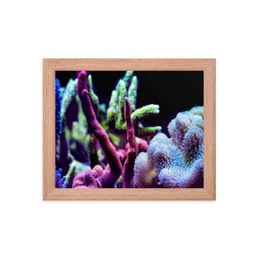 Fairy Garden  - Framed Fine Art Print - Coral Reef Photography Art