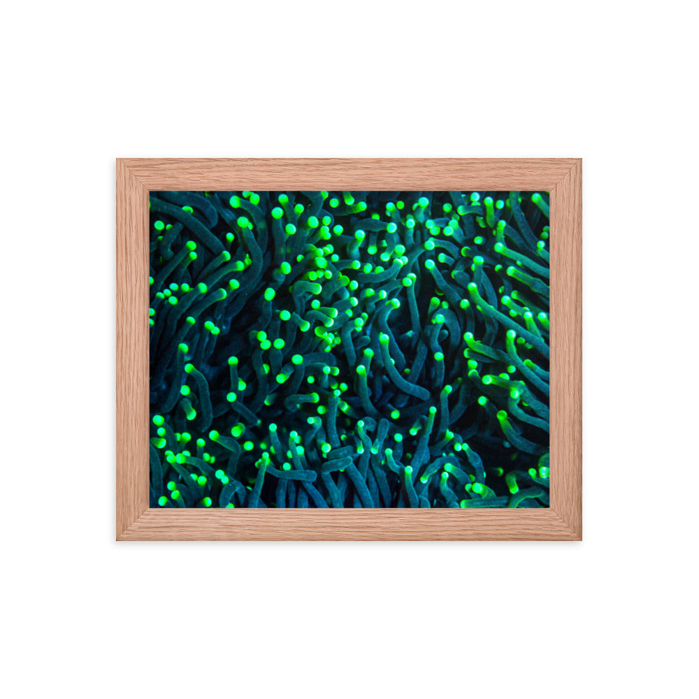 Firefly Rockets  - Framed Fine Art Print - Coral Reef Photography Art